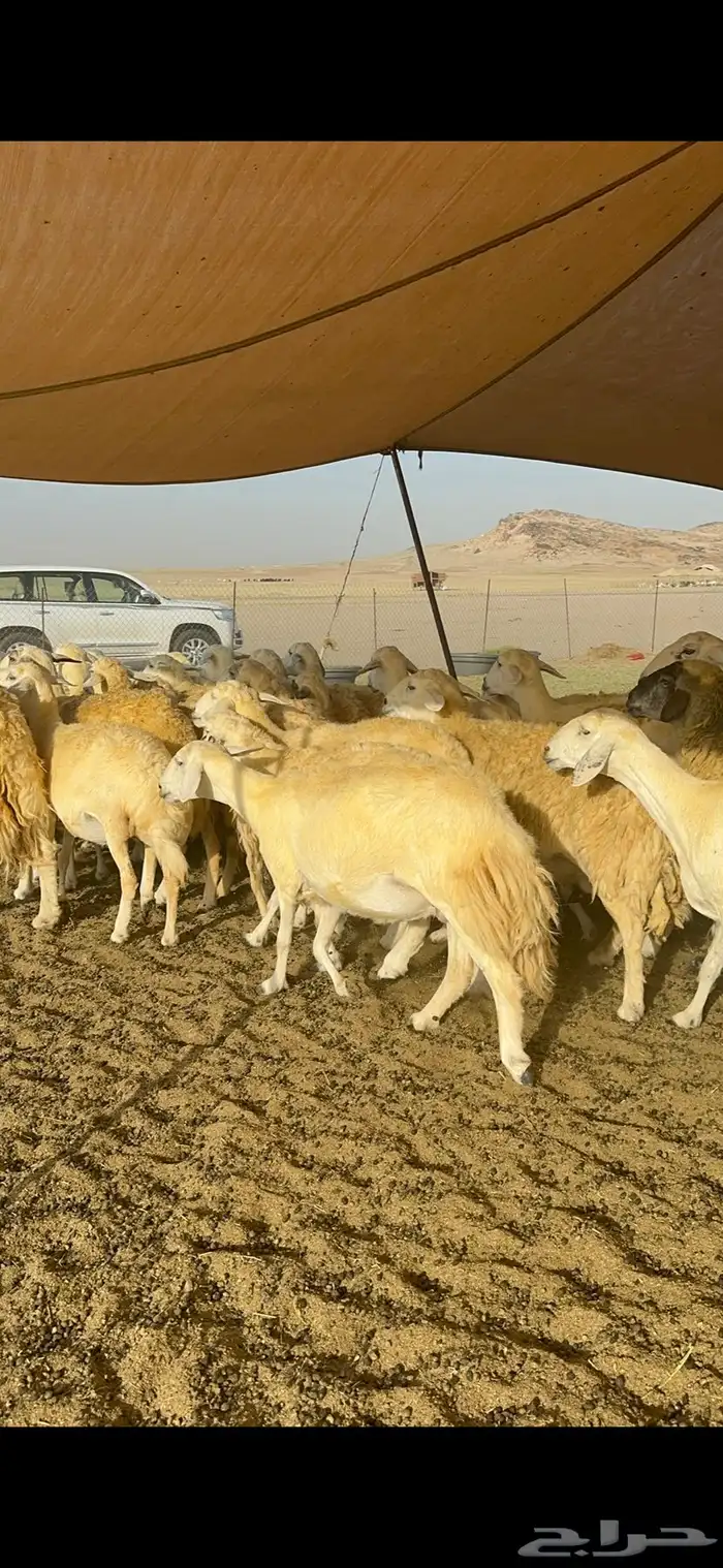 غنم حرية حرش صنف وجرم 70 8