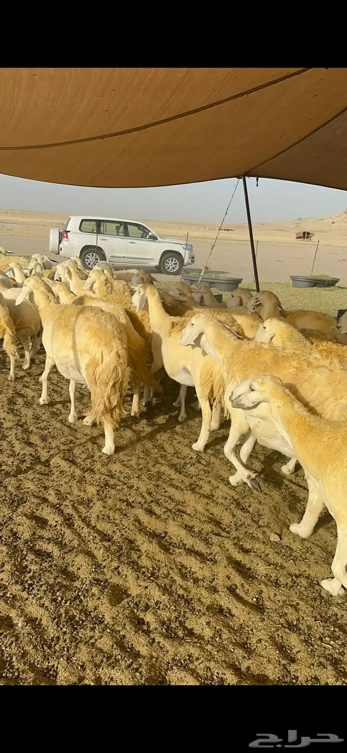 غنم حرية حرش صنف وجرم 70 20