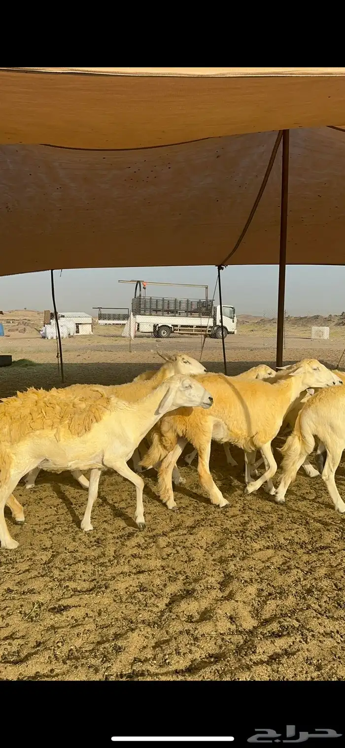 غنم حرية حرش صنف وجرم 70 10