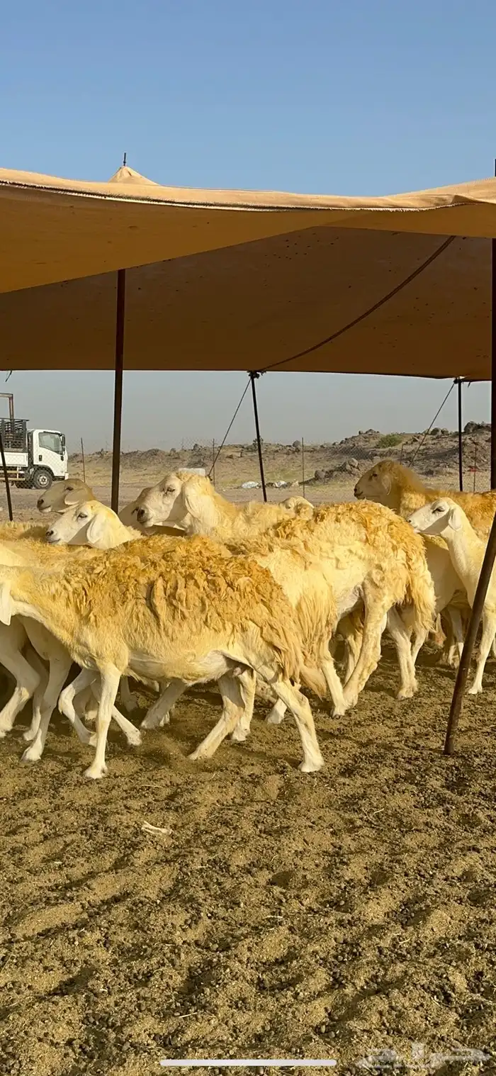 غنم حرية حرش صنف وجرم 70 2