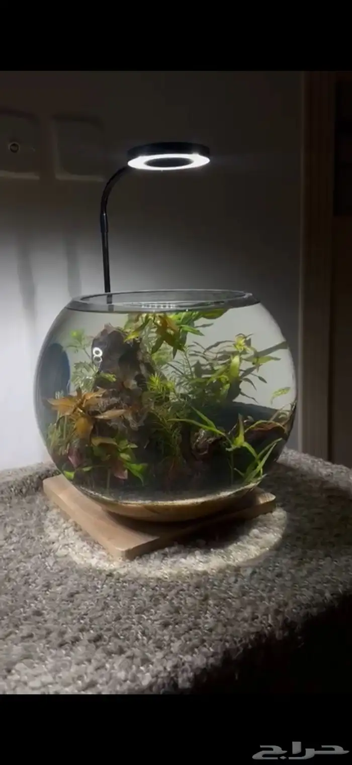 احواض اسماك وشرمب دائرية تحفة فنية 12