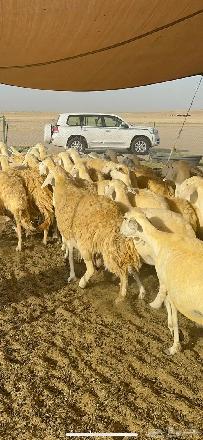 غنم حرية حرش صنف وجرم 70 17