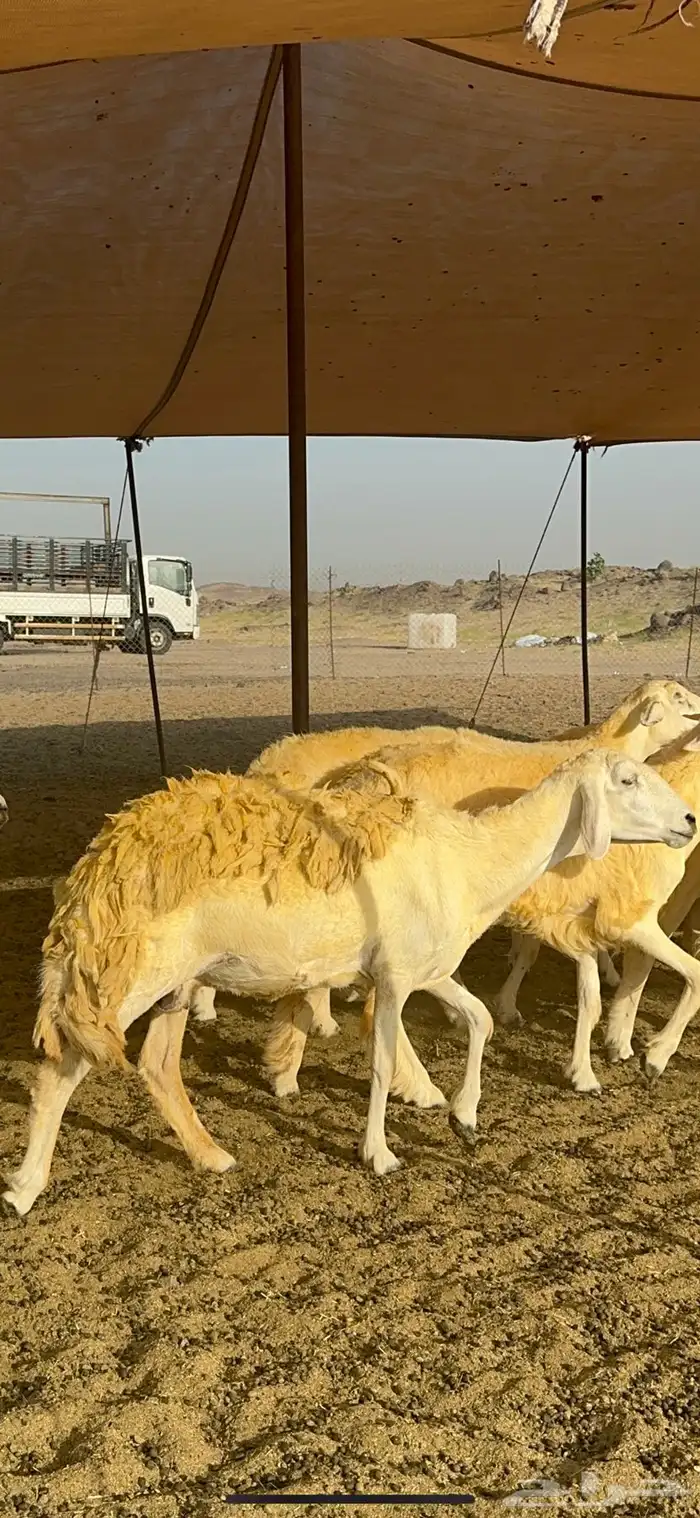 غنم حرية حرش صنف وجرم 70 11
