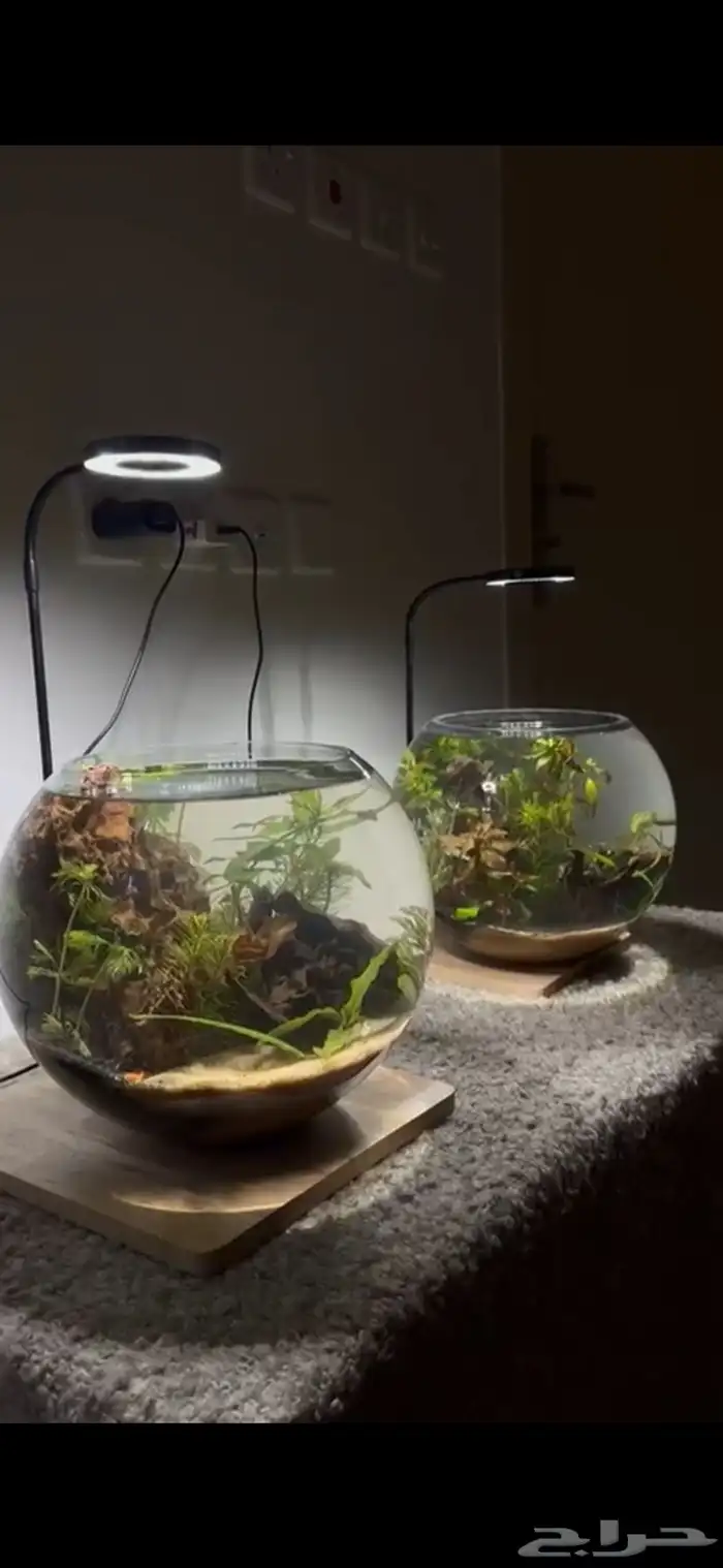 احواض اسماك وشرمب دائرية تحفة فنية 13