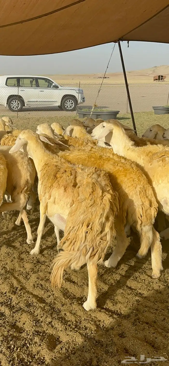 غنم حرية حرش صنف وجرم 70 16