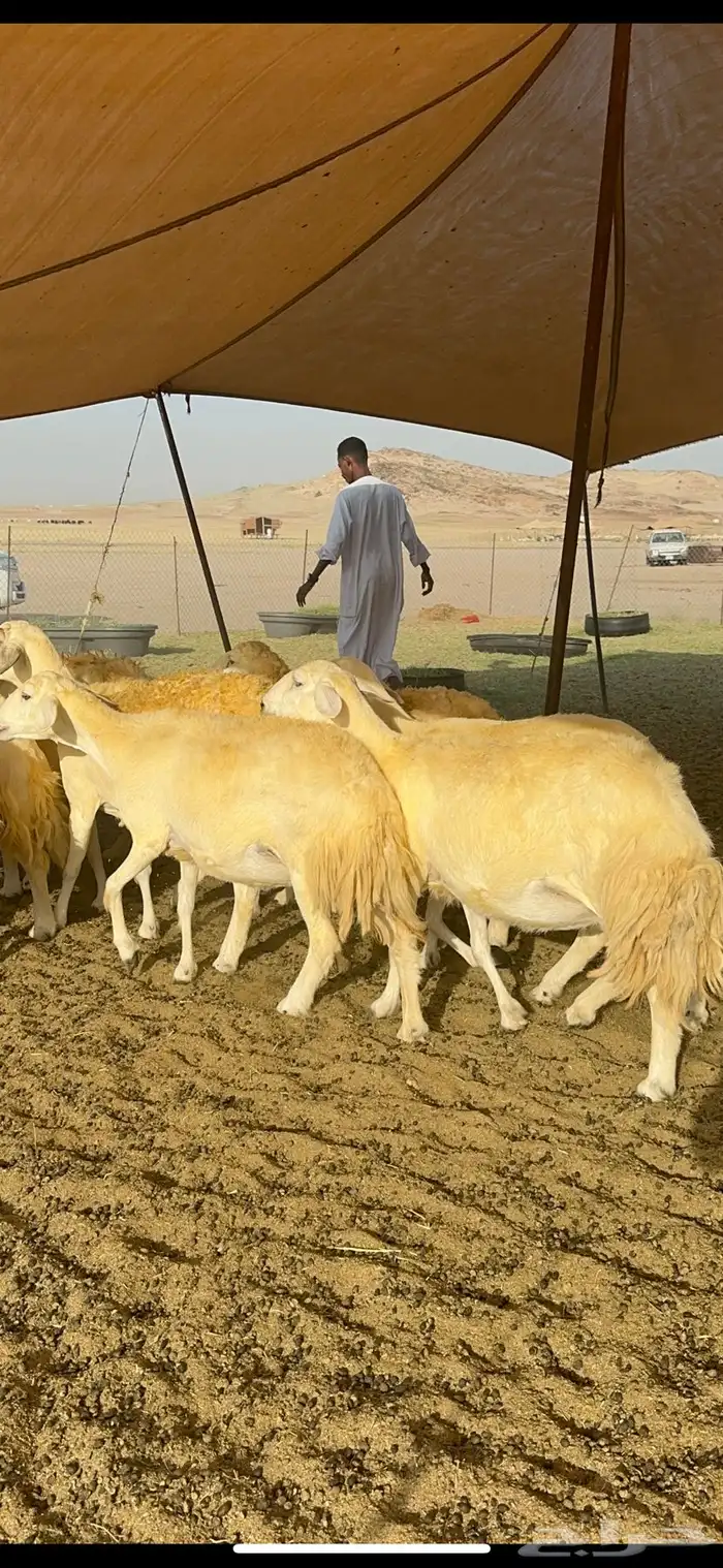 غنم حرية حرش صنف وجرم 70 12