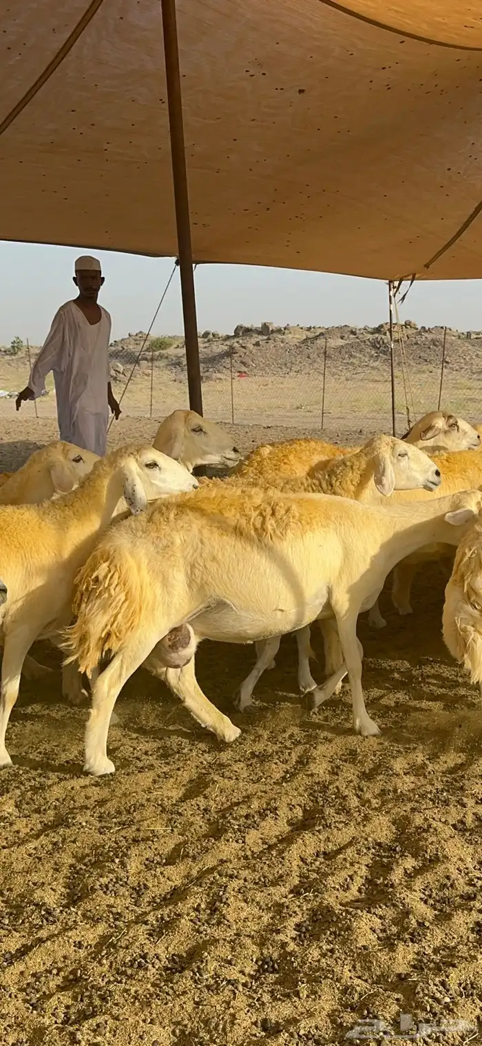 غنم حرية حرش صنف وجرم 70 5