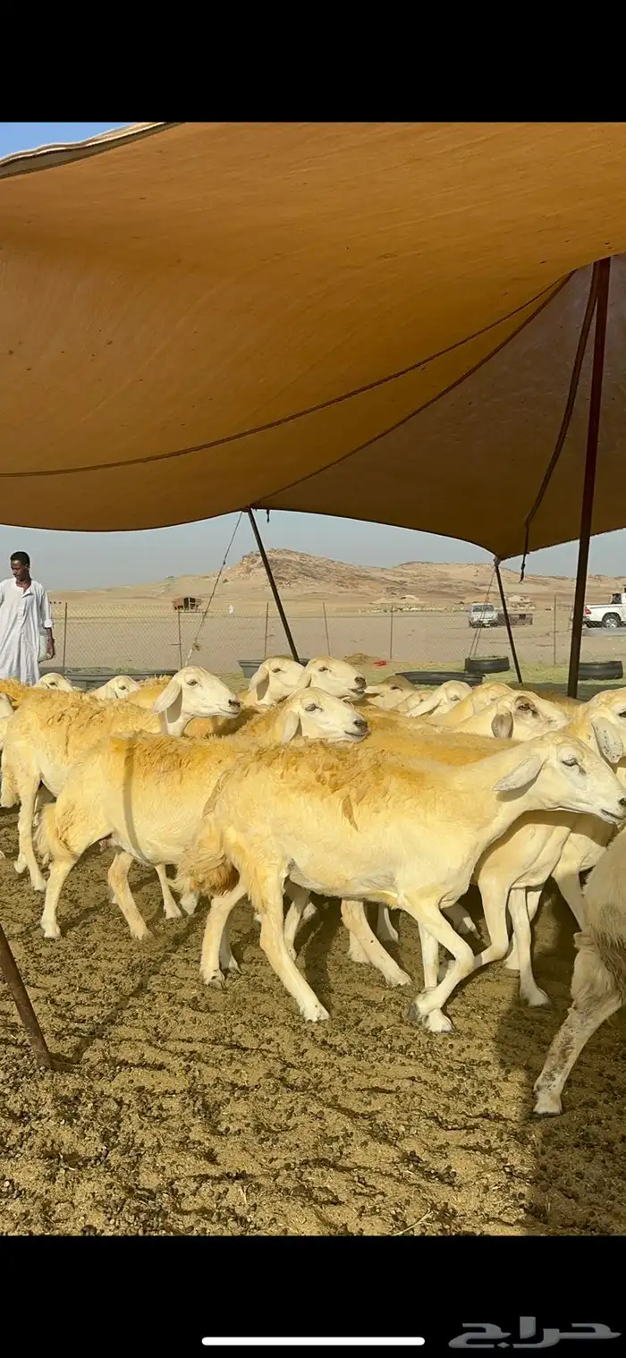 غنم حرية حرش صنف وجرم 70 14