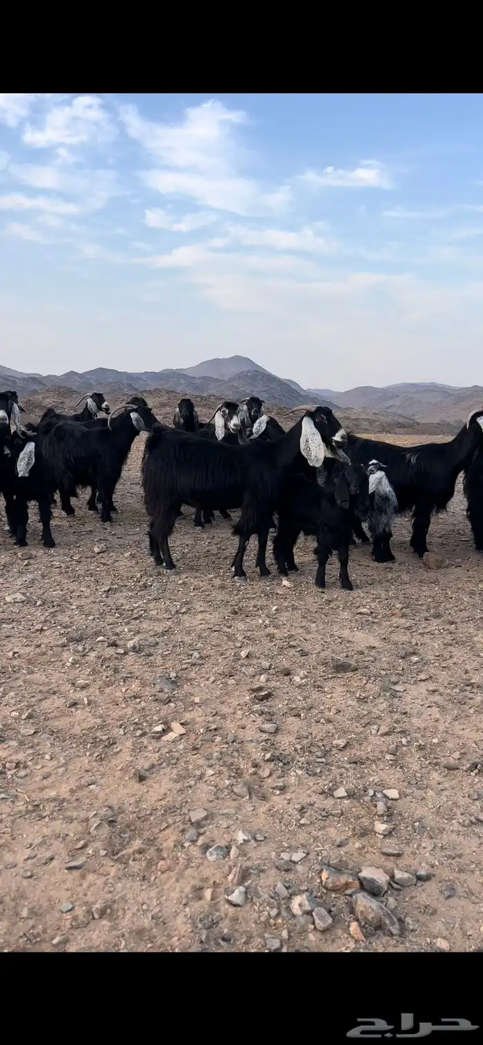 معزا عوارض 2