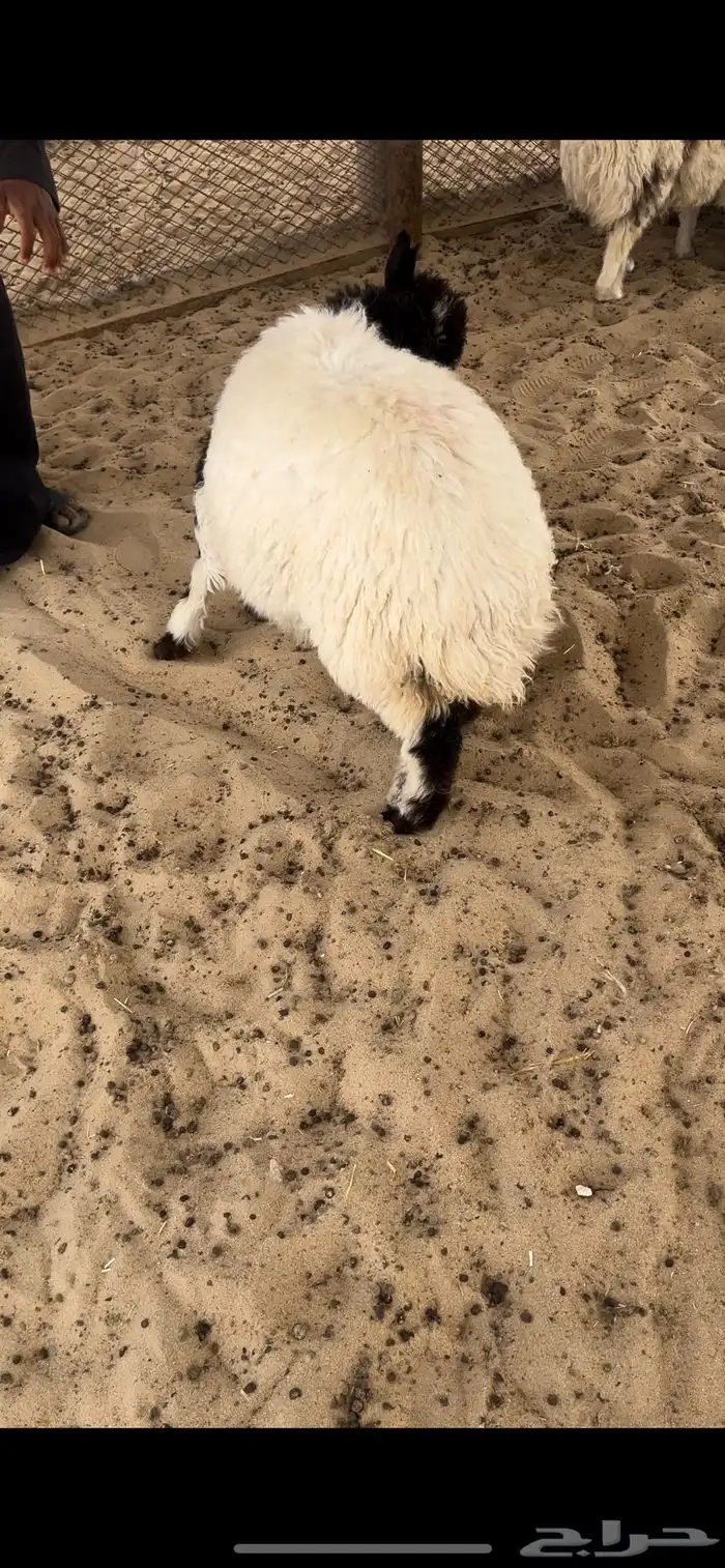 نعيمي بلدي وسطي 5 اشهر 2