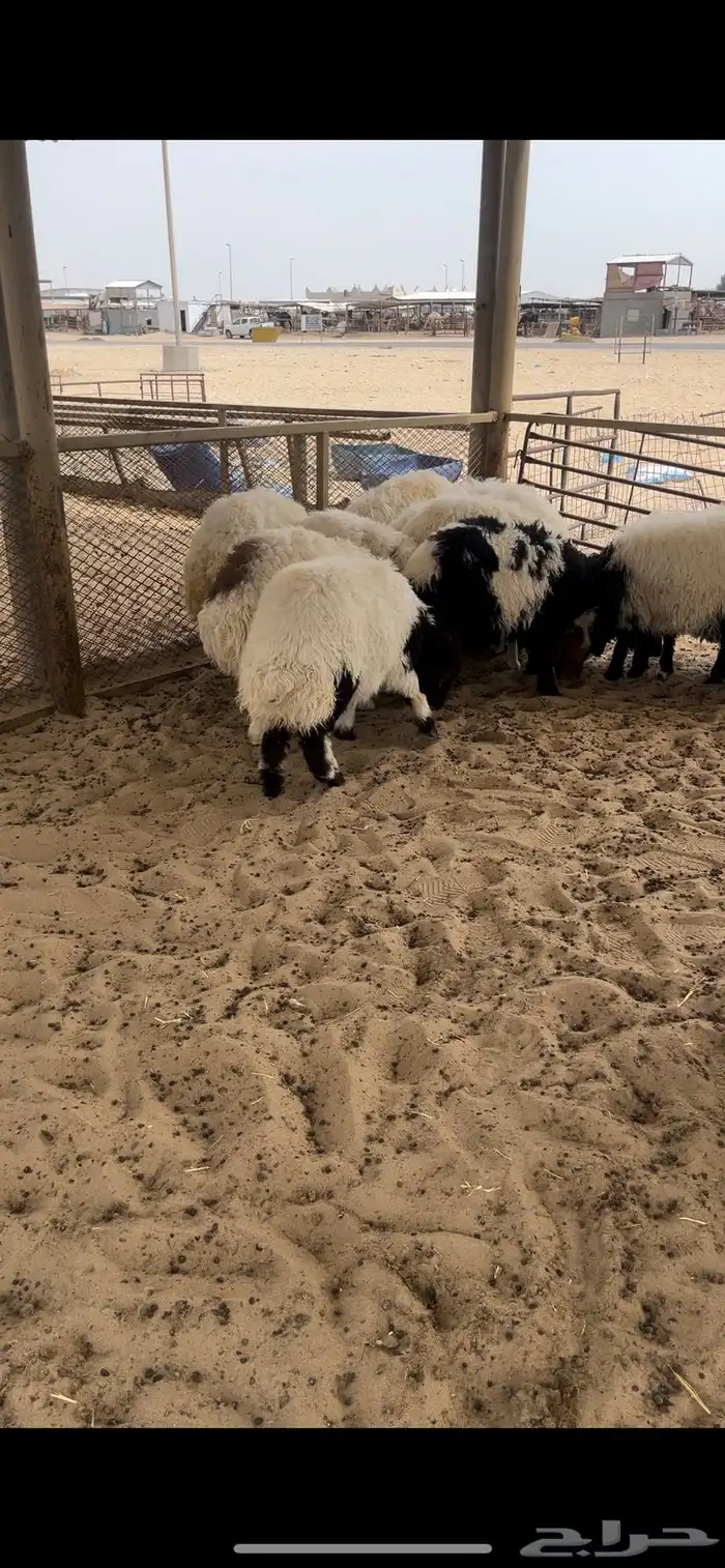 نعيمي بلدي وسطي 5 اشهر 1
