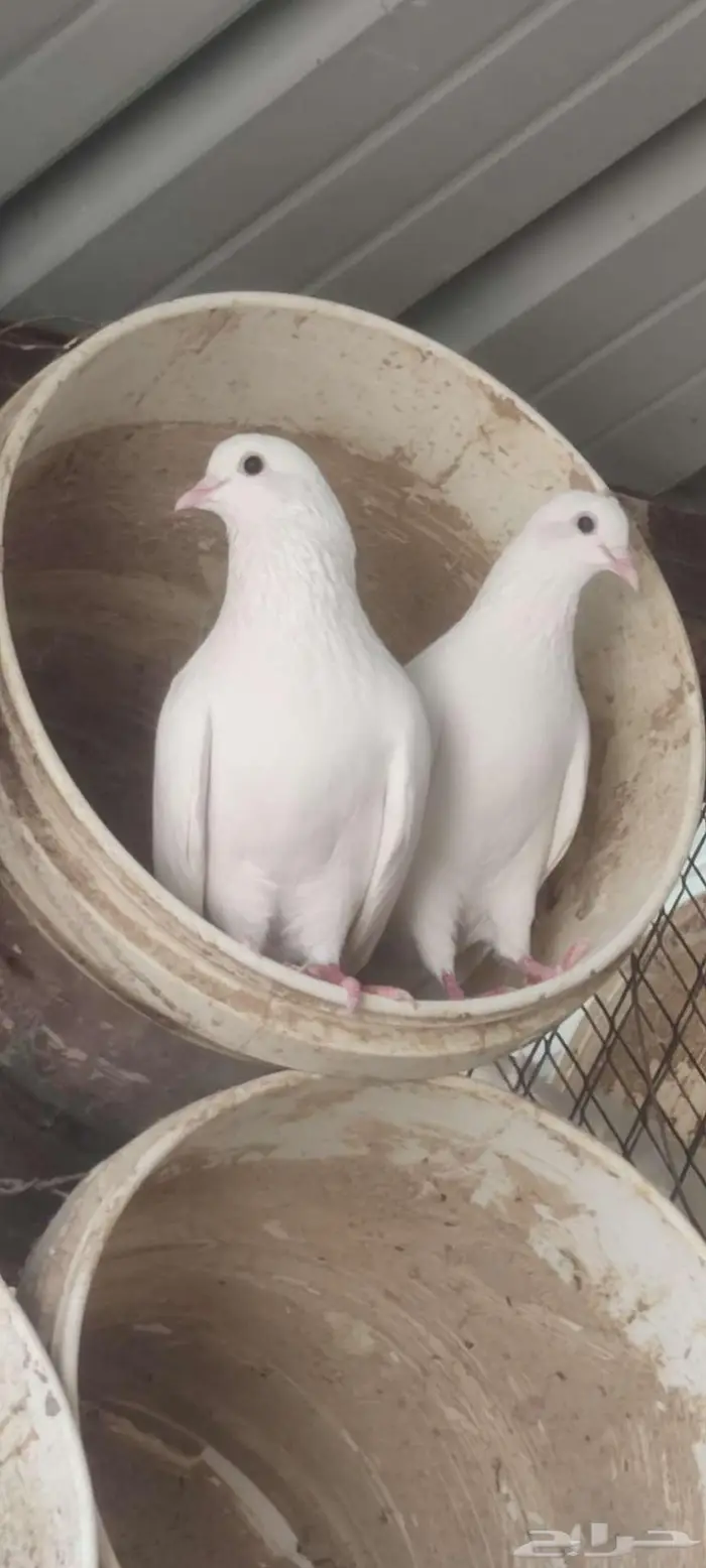 حمام لوت وقلب 4