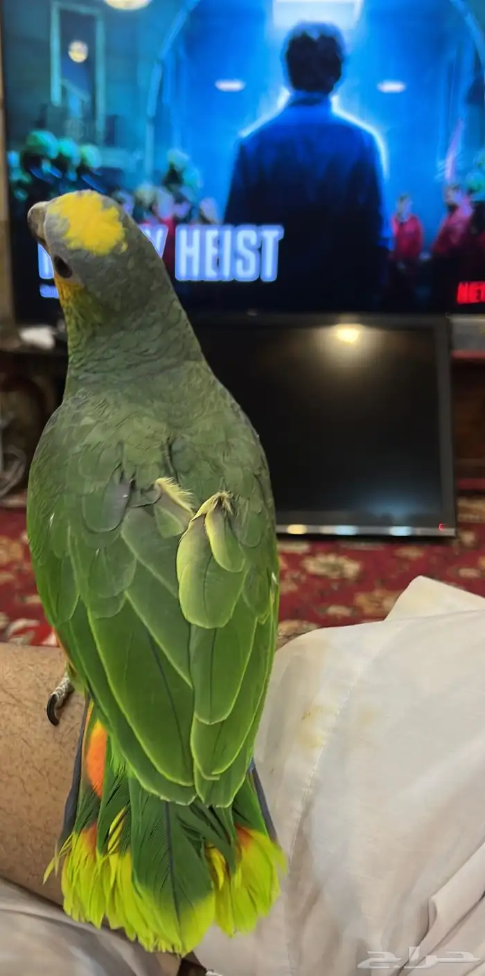 تمالبيع امزون أليف جدا جدا صحه و نظافه شرط الببغاء 12