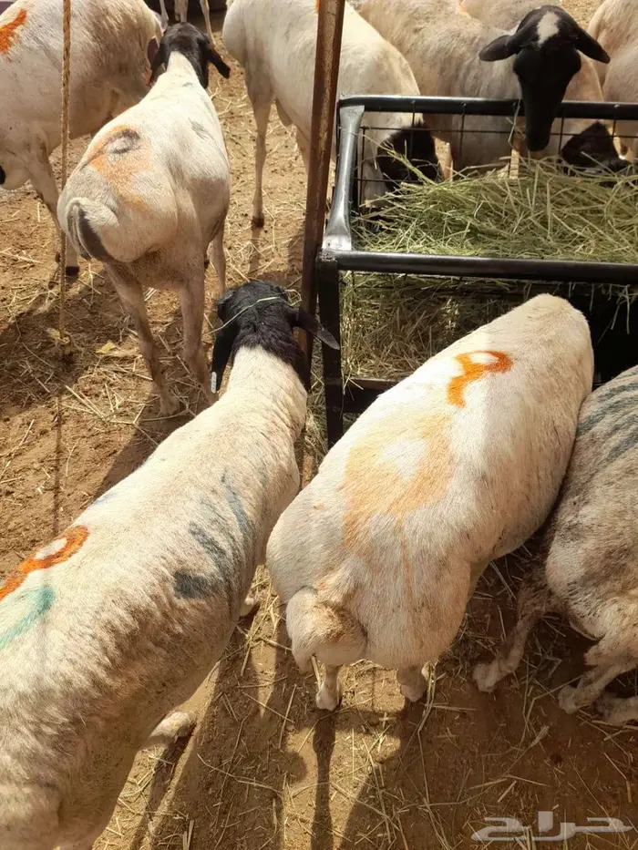 برابر لحم يبيض وجهك للبيع جمله وتفريد 1