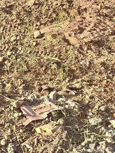 قط منزلي هاجمته كلاب في حي العزيزية وتوفى 1