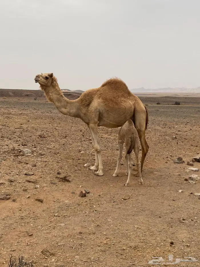 خلفه للبيع 1