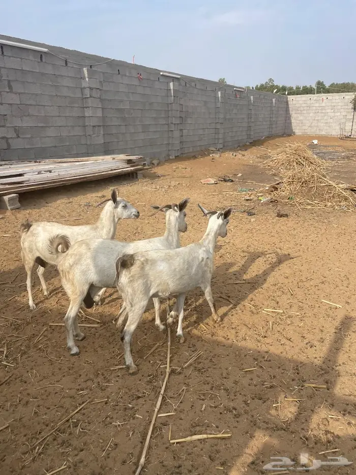 ماعز للبيع 4