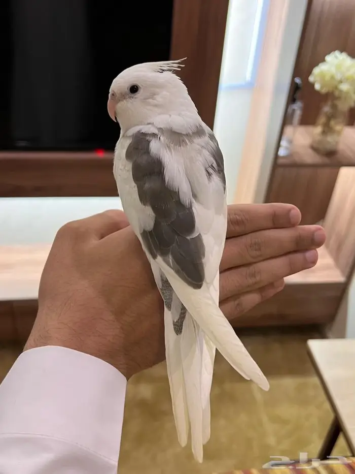 فرخ كروان هولندي (تم البيع) 0