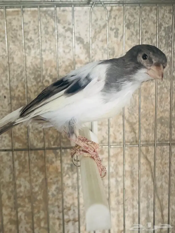 كناري ذكور 3