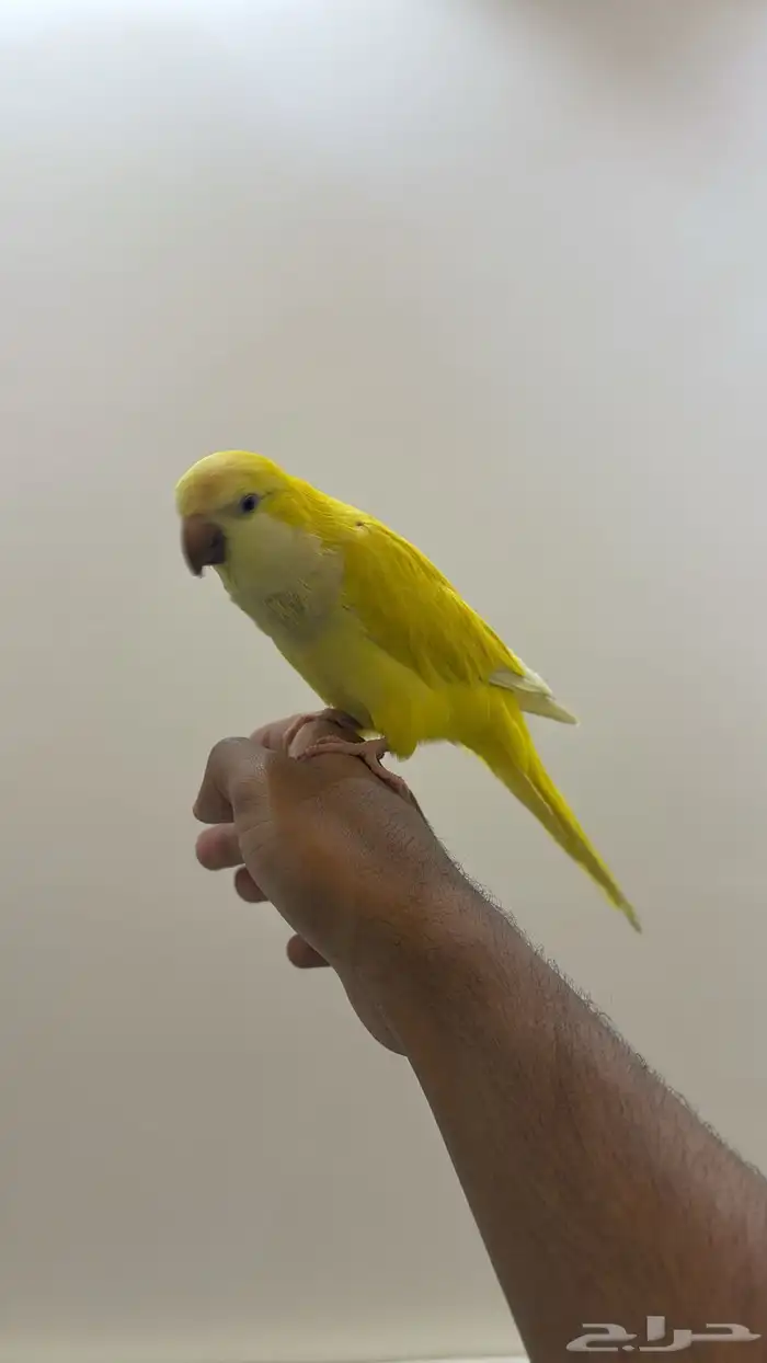 كويكر لاتينو اليف وهدد ( تم البيع) 5