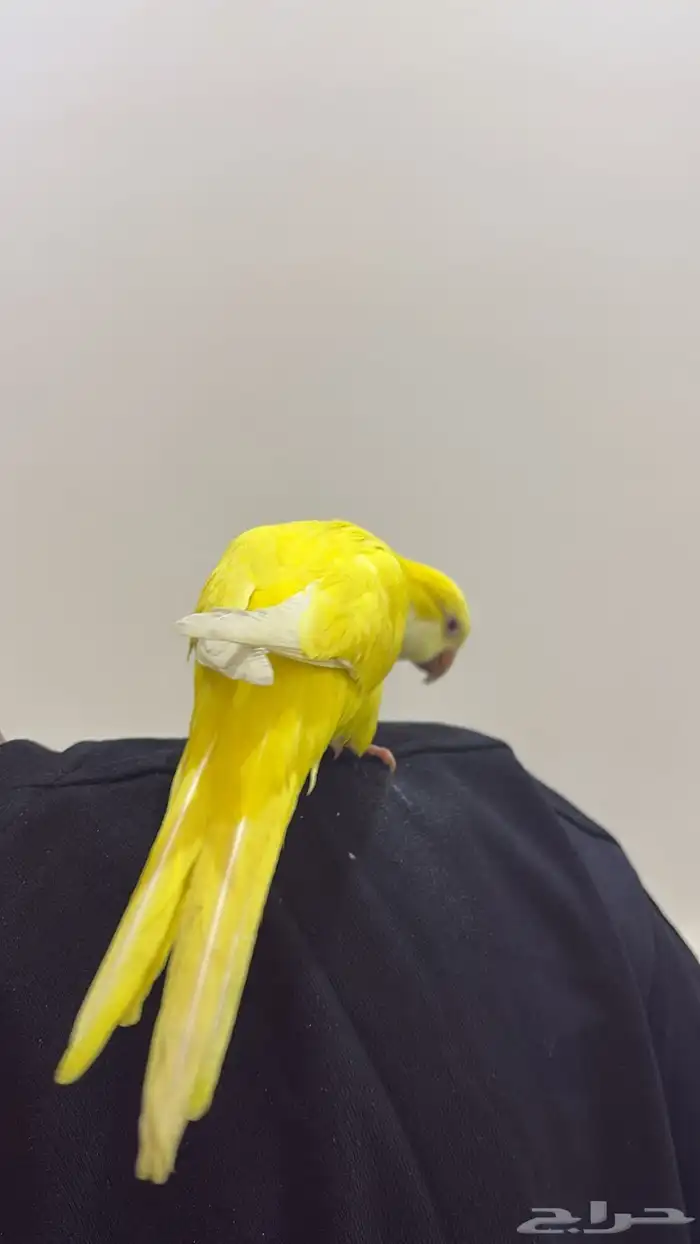 كويكر لاتينو اليف وهدد ( تم البيع) 3