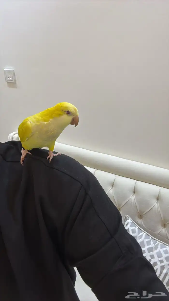 كويكر لاتينو اليف وهدد ( تم البيع) 4