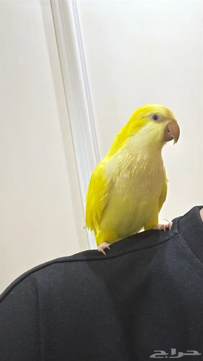 كويكر لاتينو اليف وهدد ( تم البيع) 2