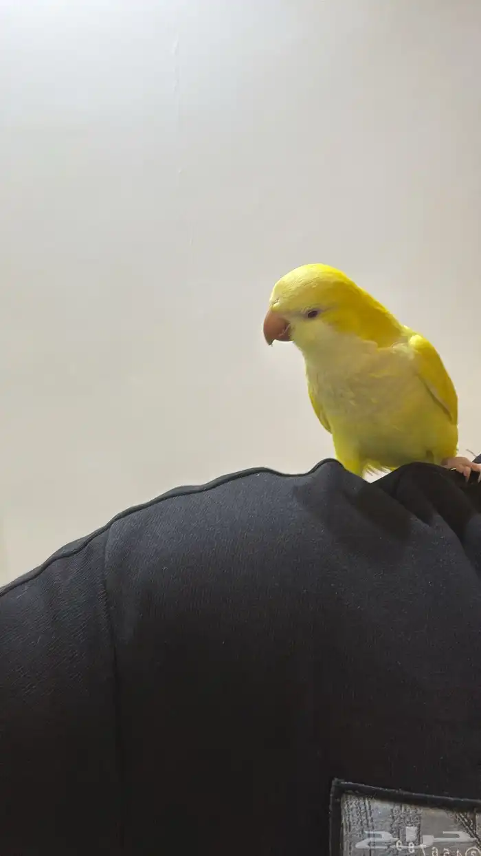 كويكر لاتينو اليف وهدد ( تم البيع) 0