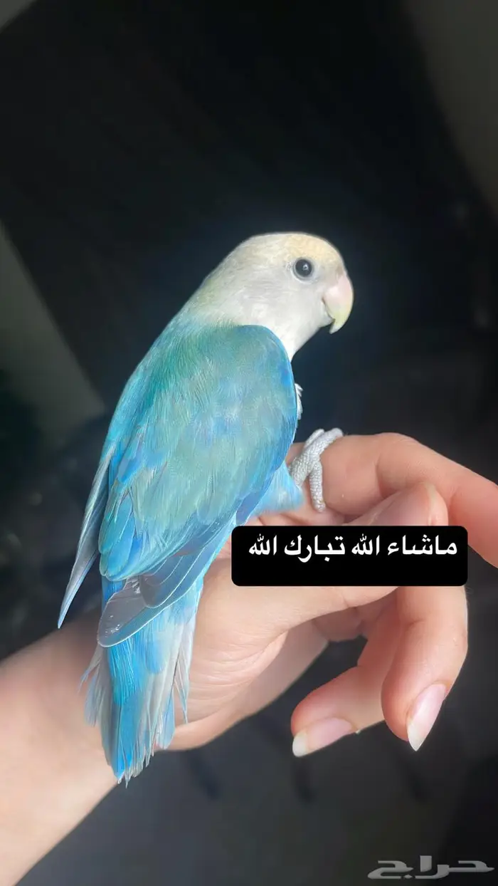 للبيع ببغاء الروز الاليف 5