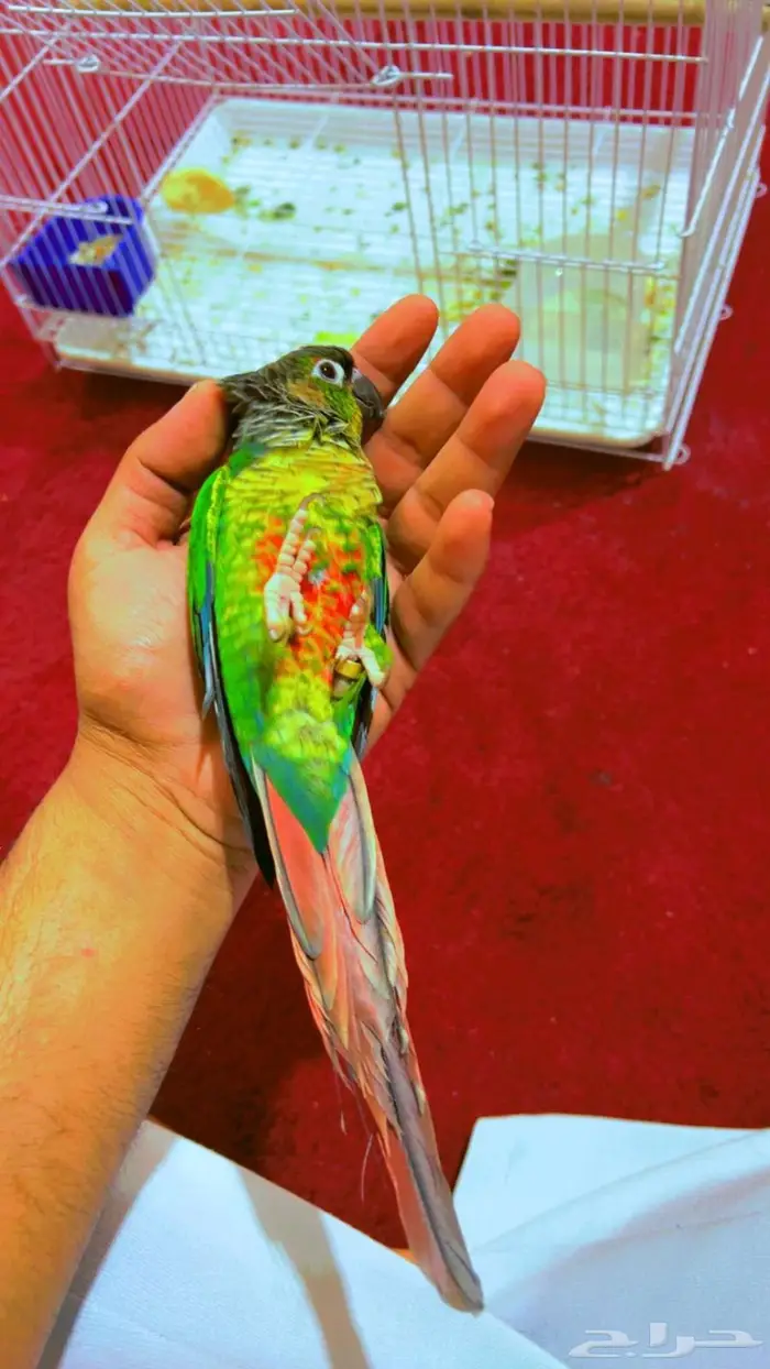 انثى كنيور الليفة 3