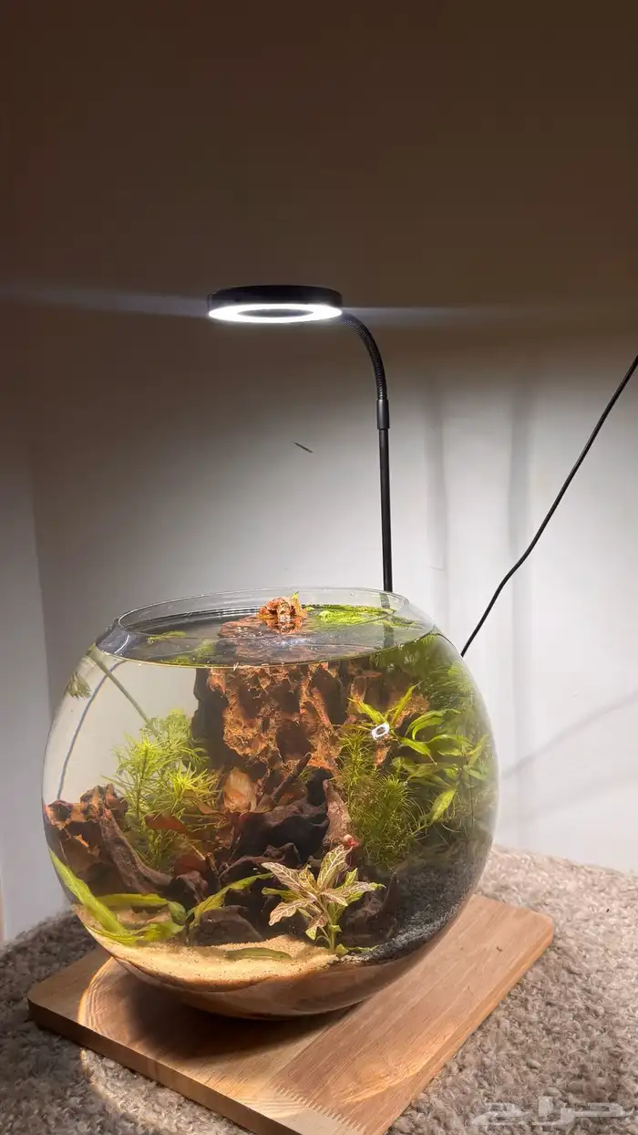 احواض اسماك وشرمب دائرية تحفة فنية 5