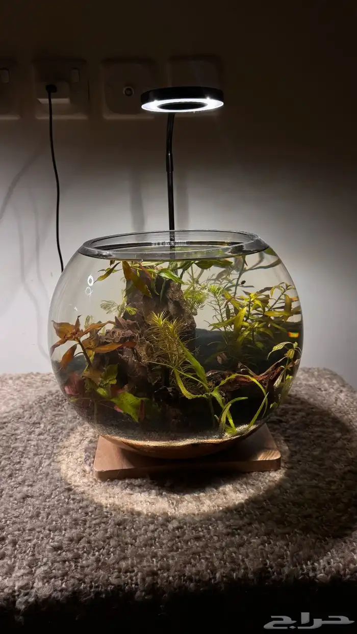 احواض اسماك وشرمب دائرية تحفة فنية 0