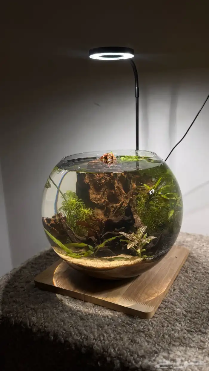 احواض اسماك وشرمب دائرية تحفة فنية 11