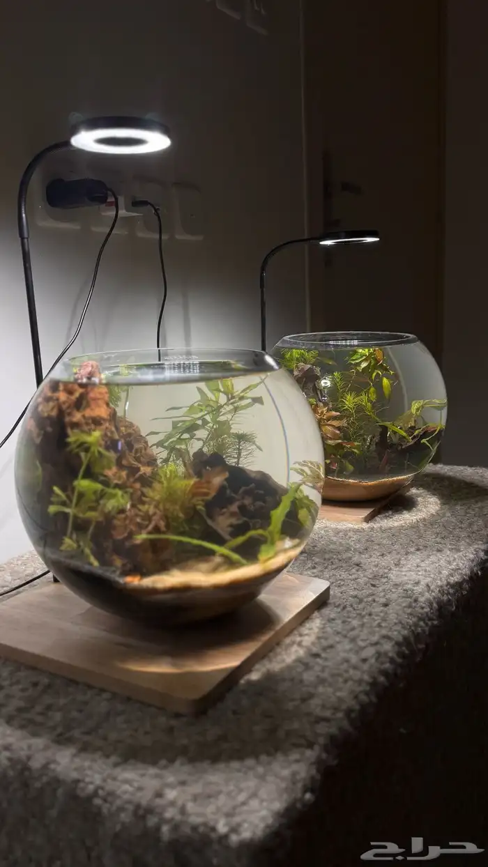 احواض اسماك وشرمب دائرية تحفة فنية 6