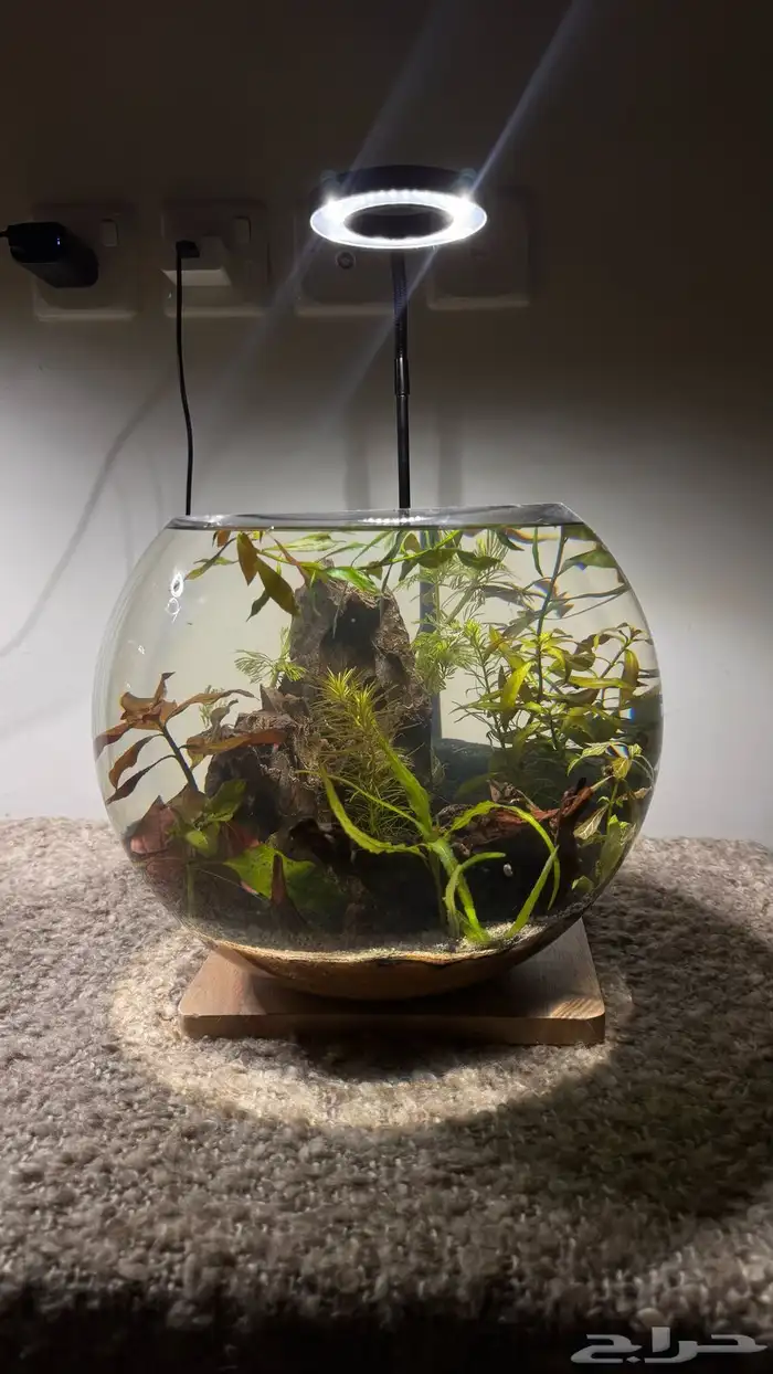 احواض اسماك وشرمب دائرية تحفة فنية 1