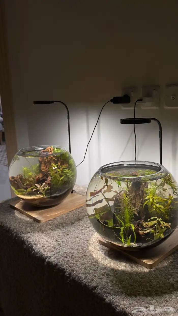 احواض اسماك وشرمب دائرية تحفة فنية 2