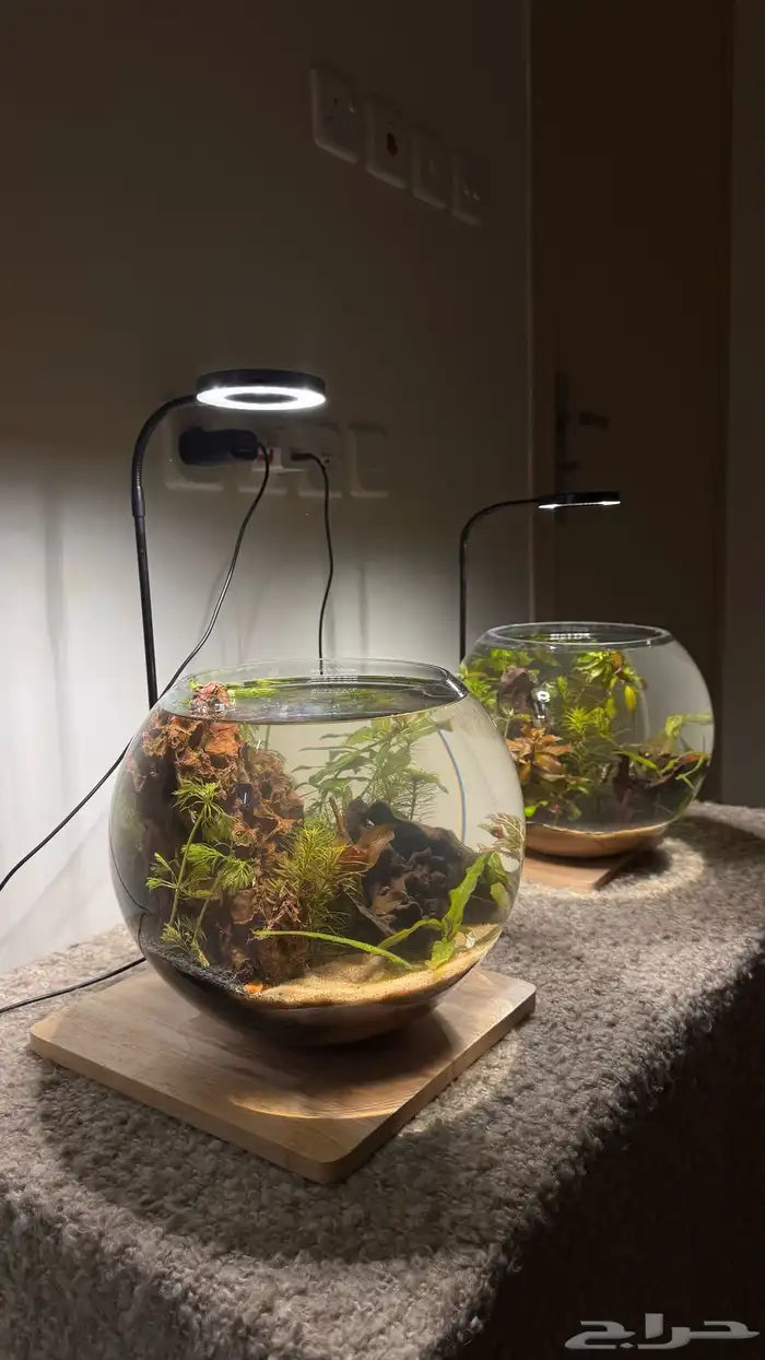 احواض اسماك وشرمب دائرية تحفة فنية 7