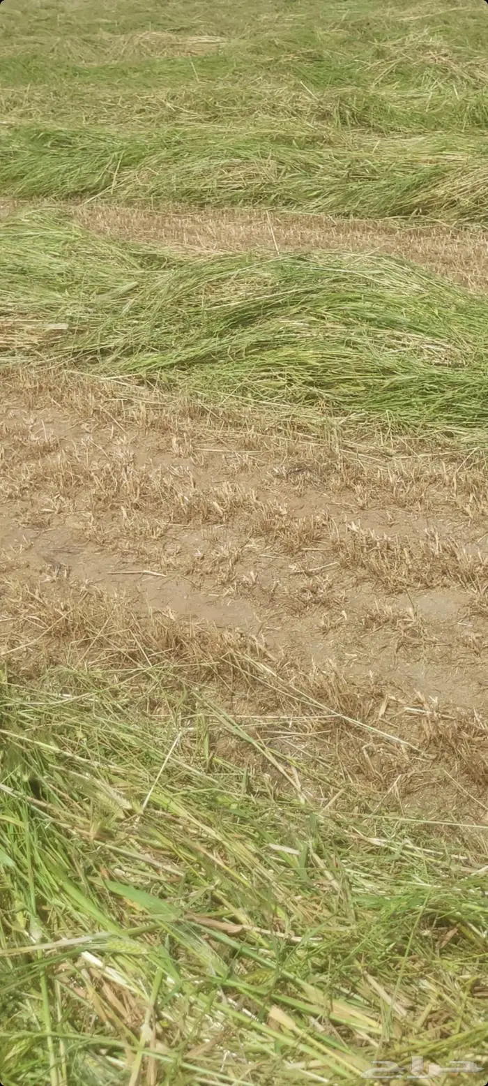 اللبيع. بلكات شعيرسنابل.حبوب صافي اخصرجديد تو محصود مقاس 80 4