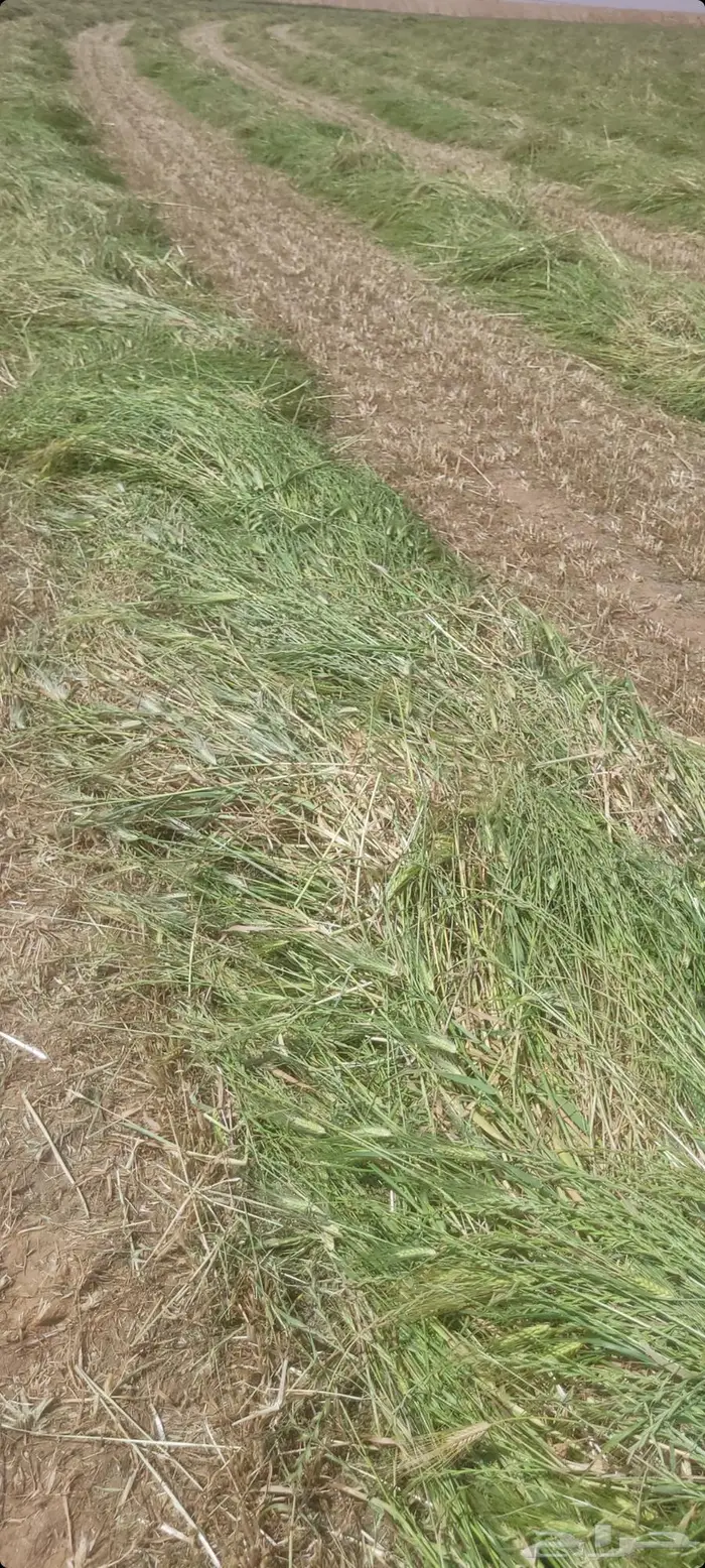 اللبيع. بلكات شعيرسنابل.حبوب صافي اخصرجديد تو محصود مقاس 80 8