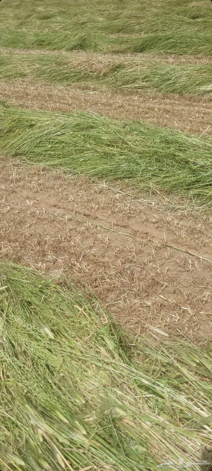 اللبيع. بلكات شعيرسنابل.حبوب صافي اخصرجديد تو محصود مقاس 80 6