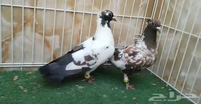 جوز افغاني مميز 3