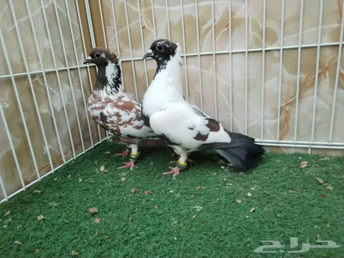 جوز افغاني مميز 4