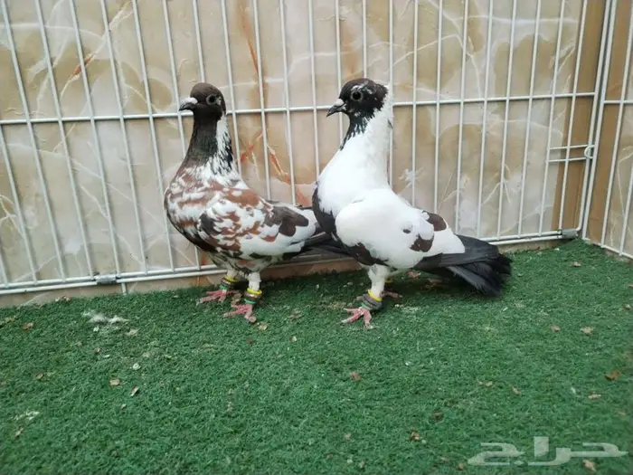 جوز افغاني مميز 2