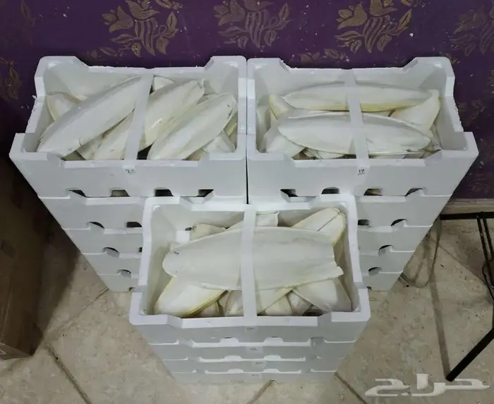 عظم الحبار خثاق 1