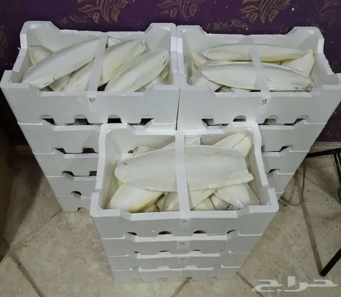 عظم الحبار خثاق 2