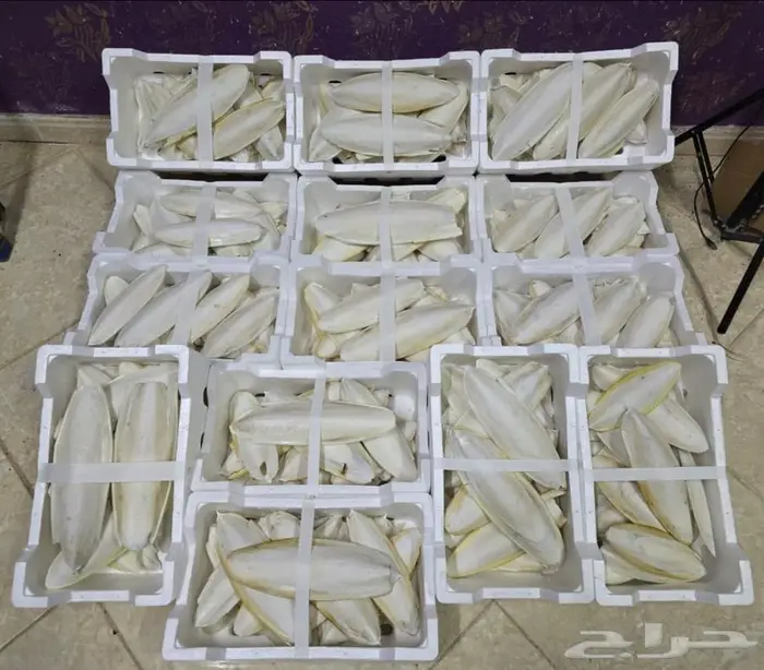 عظم الحبار خثاق 0
