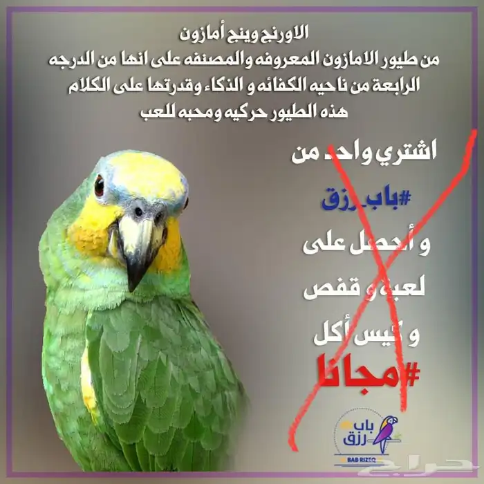 تمالبيع امزون أليف جدا جدا صحه و نظافه شرط الببغاء 13
