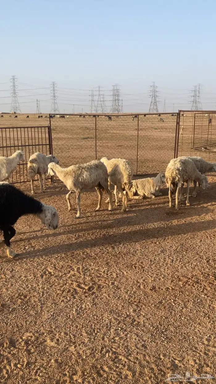 تيوس وغنم حريات 0