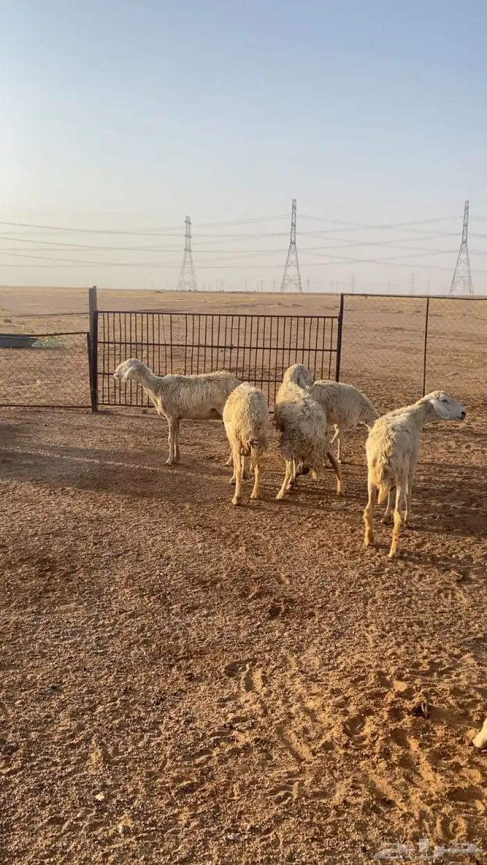 تيوس وغنم حريات 1