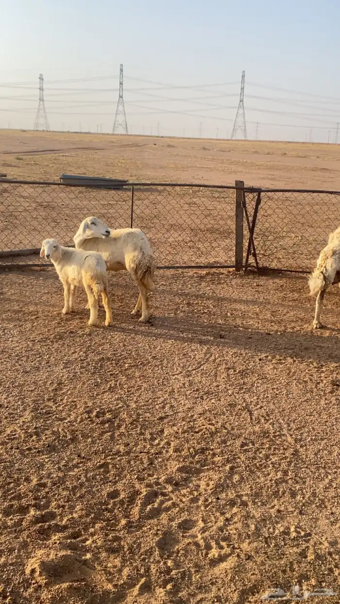 تيوس وغنم حريات 2